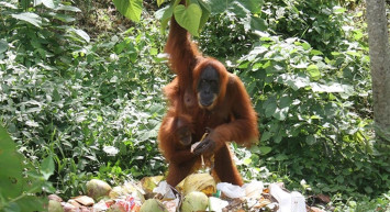 İklim değişikliği dünyadaki bir canlı türünün sonunu getirdi!