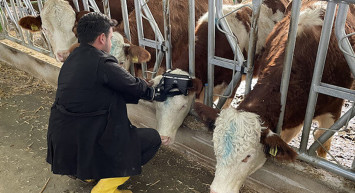 İlginç Yöntem! İneklere Sanal Gerçeklikle Yeşil Çayırları İzleterek Süt Üretimini Arttırıyor