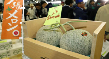 İlk hasadı yapıldı: 25 bin dolarlık kavunlar satışa sunuldu