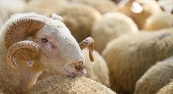 Isparta kurbanlık fiyatları ne kadar? 2022 Isparta büyükbaş, küçükbaş kurbanlık hisse fiyatları