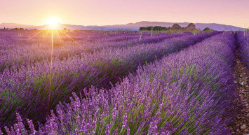 Isparta'daki köylüler üretiyor, dünyaya satılıyor! Kilosu tam 450 lira!