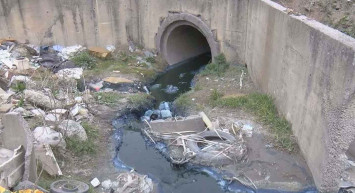 İstanbul'da bulunan Alibeyköy Barajı'na akan dereye zehir karıştı: Hayvanlar ölüyor!
