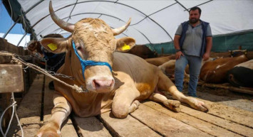 İstanbul'da kurbanlıklar ne zaman satışa çıkacak? İstanbul kurbanlık canlı hayvan pazarları ne zaman kurulacak? İstanbul'a kurbanlıkların geliş tarihi belli oldu!