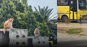 İstanbul’da maymun skandalı: Birden ortaya çıktı, vatandaşlara saldırdı, kayıplara karıştı!