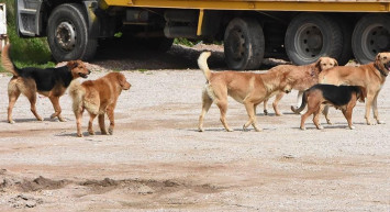 İstanbul’da sokak köpekleri 2 kardeşe saldırdı: 30 dikiş atıldı!