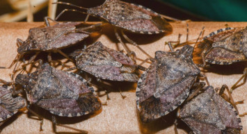 İstilacı tür ihracatı tehdit ediyor: Çin’den samuray arı getirildi