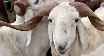 İzmir Kırmızı Et Üreticileri Birliği Başkanı Osman Civil açıkladı: Kurbanlık fiyatları belli oldu!