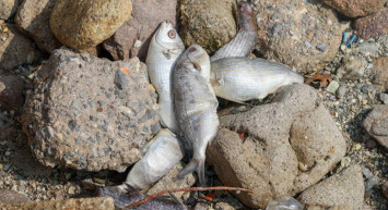 İzmir Körfezi’nde gizemli balık ölümleri: Bakanlık inceleme başlattı