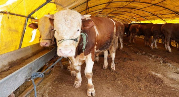 İzmir’de Kurban Bayramı öncesi şap hastalığı paniği: O ilçelerde kurbanlık satışı yasaklandı