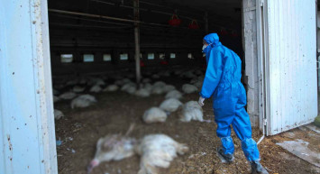 Japonya'da yeni virüs paniği: Ölü bir tilkide tespit edilmesiyle ilk kez bir memelide kuş gribine rastlandı!