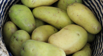 Kabuğu yeşillenen patates sağlığınıza zarar verebilir! Zehirlenebilirsiniz!