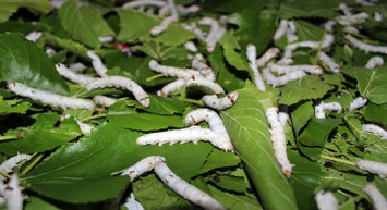 Kadın girişimcilerden aile bütçesine katkı! Ayda 34 bin TL kazanıyorlar