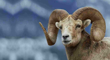 Kahramanmaraş kurbanlık fiyatları ne kadar? 2022 Kahramanmaraş büyükbaş, küçükbaş kurbanlık hisse fiyatları