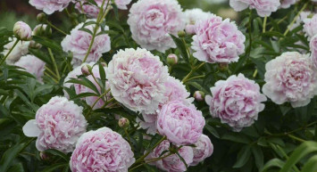 Kahramanmaraş’tan açıklama geldi! Şakayık koparana 109 bin 593 TL ceza verilecek!