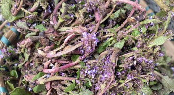 Kaldirik otu nedir, faydaları nelerdir? İdrar yollarını temizleyen kaldirik otunun faydaları