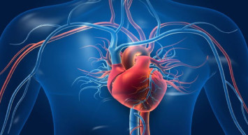 Kalp büyümesi tehlikeli mi? Kalp büyümesinin belirtileri ve tedavisi nedir?