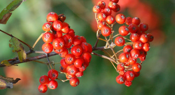 Kanser düşmanı üvez meyvesi neye iyi gelir, hangi hastalığı önler? Mucizevi meyve üvezin faydaları 