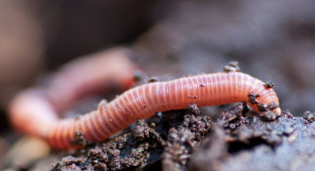 Kanser hastalarına umut ışığı olacak çalışma yapıldı! Solucanlarla kanserli hücreler tedavi ediliyor