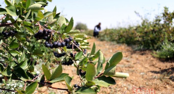 Kanserle Savaşan İlaç Gibi Meyve Aronyanın Kilosu 380 TL