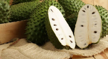 Kanserli hücreleri tek tek öldüren Graviola meyvesinin faydaları neler? Graviola meyvesi nerede bulunur?