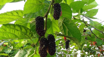 Kara altın kilosu 110 liradan satılıyor: Katar en büyük alıcıları