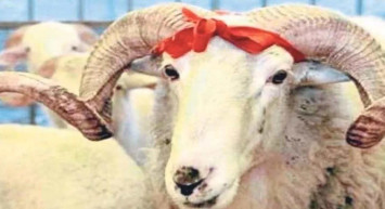 Karabük kurbanlık fiyatları ne kadar? 2022 Karabük büyükbaş, küçükbaş kurbanlık hisse fiyatları