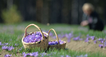Karabük'ün Mucizevi Bitkisi Safranın Kilosu 60 Bin Lira