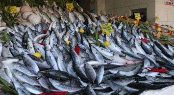 Karadeniz’de tezgahlar palamut ile doldu: 70 TL’den 25 TL’ye indi