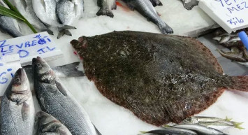 Karadeniz'de yakalanan balık hem görüntüsü hem fiyatıyla insanların odağında!