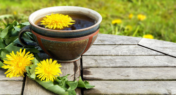 Karahindiba otu nedir, faydaları nelerdir? Karahindiba otunun hiç bilmediğiniz kullanım alanlarını duyunca çok şaşıracaksınız!