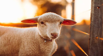 Karaman kurbanlık fiyatları ne kadar? 2022 Karaman büyükbaş, küçükbaş kurbanlık hisse fiyatları