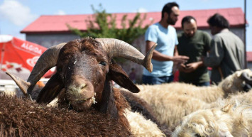 Kars kurbanlık fiyatları ne kadar? 2022 Kars büyükbaş, küçükbaş kurbanlık hisse fiyatları