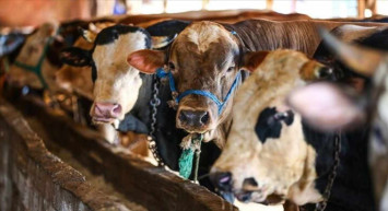 Kastamonu kurbanlık fiyatları ne kadar? 2022 Kastamonu büyükbaş, küçükbaş kurbanlık hisse fiyatları