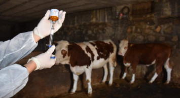 Kastamonu’da şap hastalığı paniği: Bir ilçe karantinaya alındı