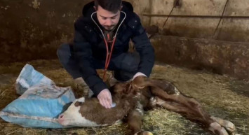 Kastamonu'daki bu buzağının kalbi boynunda atıyor!