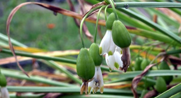 Kastamonu'nu da heyecanlandıran keşif: 35 endemik tür bulundu!