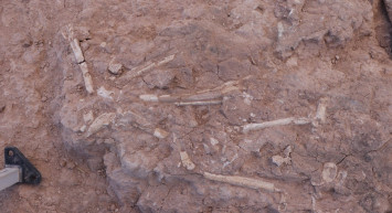 Kayseri’de 8 milyon yıllık dev domuz kafatası bulundu