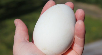 Kaz Yumurtasının Faydaları Nelerdir?