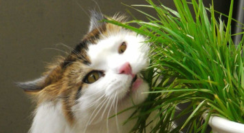 Kediler neden ot yer?