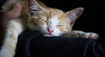 Kediler neden sahiplerinin üstünde ve ayak ucunda yatar?