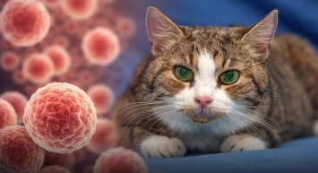 Kedilerdeki Kanser Genetiği İnsanlarla Benzerlik Gösterdi