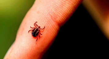 Kene ısırması nedir? Kene ısırığından ne olur? Kene ısırığının tehlikeleri ve belirtileri
