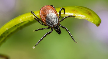 Kene vakalarında artış: Uzmanlar Haziran ve Temmuz aylarına dikkat çekiyor!
