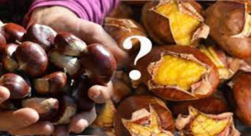 Kestane kilo aldırır mı, kaç kalori? Uzman diyetisyen açıkladı zayıflamak isteyenler dikkat!