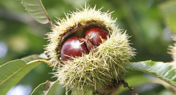 Kestanenin Faydaları Nelerdir?