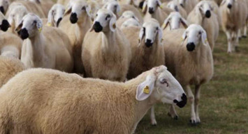 Kilis kurbanlık fiyatları ne kadar? 2022 Kilis büyükbaş, küçükbaş kurbanlık hisse fiyatları