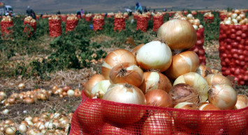 Kilosu 30 liraya dayanan soğan için açıklama geldi: Bayramdan sonra fiyatlar düşecek