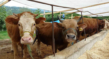 Kimler kurban kesebilir? Kurbanı kimler yiyemez? Diyanet merak edilen soruları cevapladı