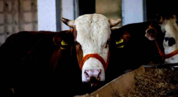 Kırıkkale kurbanlık fiyatları ne kadar? 2022 Kırıkkale büyükbaş, küçükbaş kurbanlık hisse fiyatları