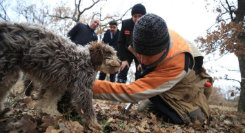 Kırklareli'ndeki Ormanlarda Özel Eğitilmiş Köpeklerle 'Kralların Yiyeceğini' Topluyorlar!